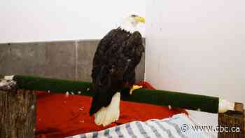 This Ontario community is rallying to save a bald eagle’s life