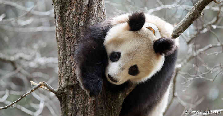 Why Are Pandas Covering Themselves With Horse Manure? - The New York Times