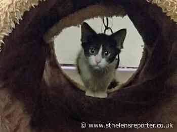 Cute kitten Combo becomes St Helens adoption centre’s 500th success story - St Helens Reporter