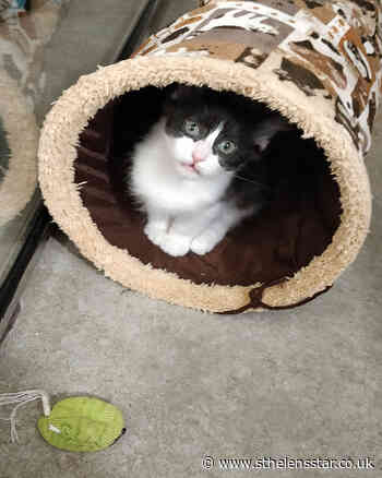 Cute kitten Combo becomes adoption centre's 500th success story - St Helens Star