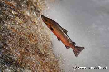 Grim pic of a dead salmon is being used to reassure Northumberland public
