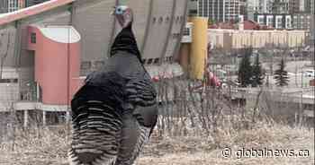 ‘He was like our unofficial city mascot’: Bronze tribute to Calgary’s wandering turkey in the works
