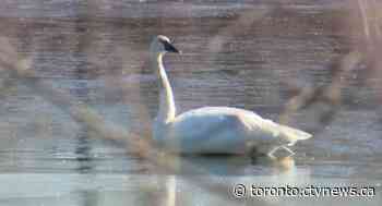 Crews work to rescue swan possibly suffering from lead poisoning in Brampton, Ont.