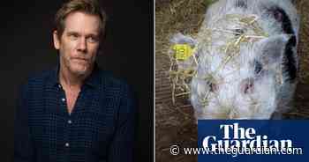 Swine of the times: why is Kevin Bacon looking for a new home?
