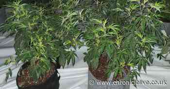 Police seize cannabis farm worth £100,000 after raiding County Durham home