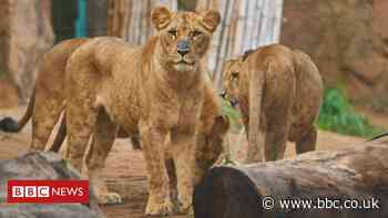 Coronavirus: Four lions test positive for Covid-19 at Barcelona Zoo