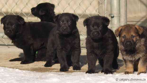 Police warn Calgarians after puppy-selling scams triple in 2020