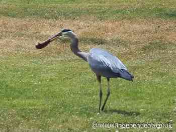 Watch: Great blue heron devours baby alligator in Florida lake