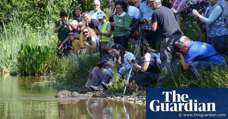 Sexy beasts: animals with 'charisma' get lion's share of EU conservation funds