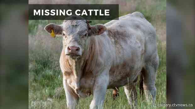 2 bulls missing after cattle liner crash in southern Alberta