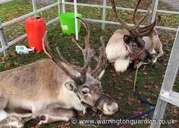 Santa's reindeer pay special visit to Park Road Community Primary School - Warrington Guardian