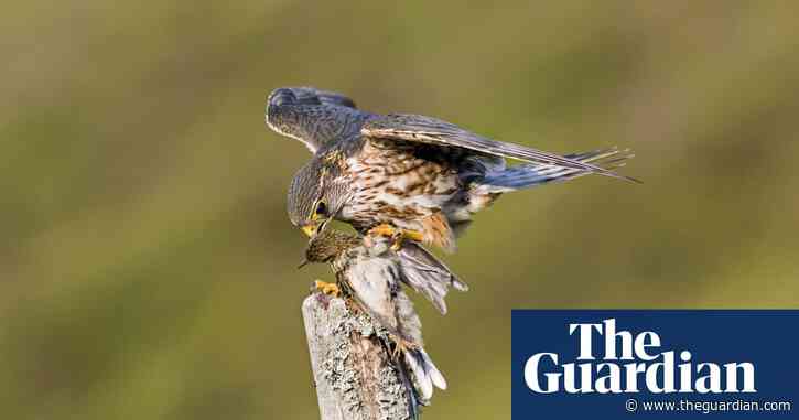 Birdwatch: the merlin – my best ever view of our smallest falcon
