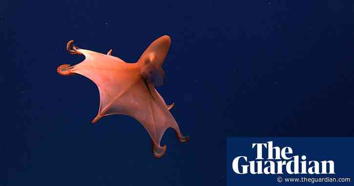 Deep-sea ‘gold rush’: secretive plans to carve up the seabed decried