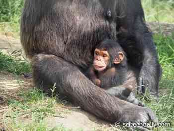 Evolution May Be to Blame for High Risk of Advanced Cancers in Humans – “Gene Has Gone Rogue”