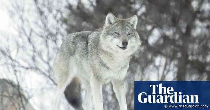 The Wolf Dividing Norway: the hunter v the environmentalist  – video