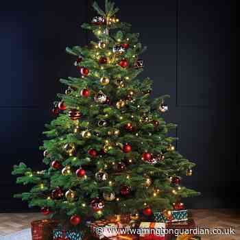 Aldi tops Which? list for cheapest real Christmas trees