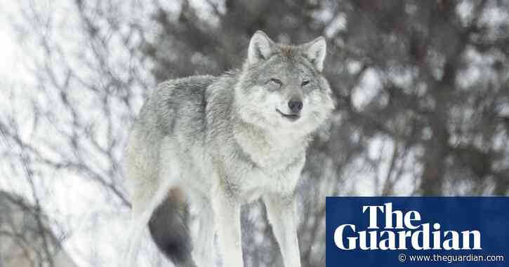 The Wolf Dividing Norway: the hunter v the environmentalist