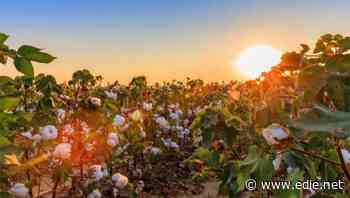 Gap targets 100% sustainably sourced cotton by 2025