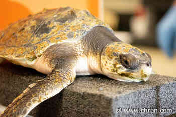120 endangered sea turtles flown to Texas from Cape Cod. 20 land at Houston Zoo.