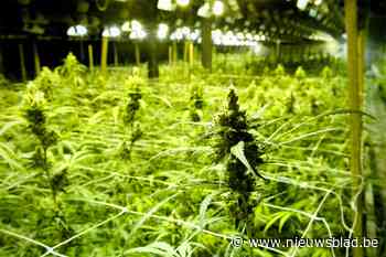 Drugsbende riskeert tot vier jaar celstraf voor het runnen van meerdere cannabisplantages