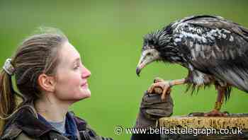 Birds of prey to join conservation programmes in Bulgaria