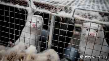 Minks at farm in B.C.'s Fraser Valley test positive for coronavirus