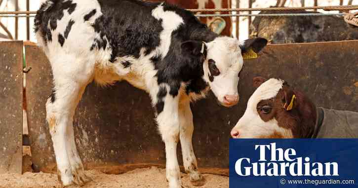 The end of dairy’s ‘dirty secret’? Farms have a year to stop killing male calves