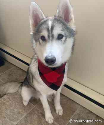 Humane Society to benefit from fundraiser