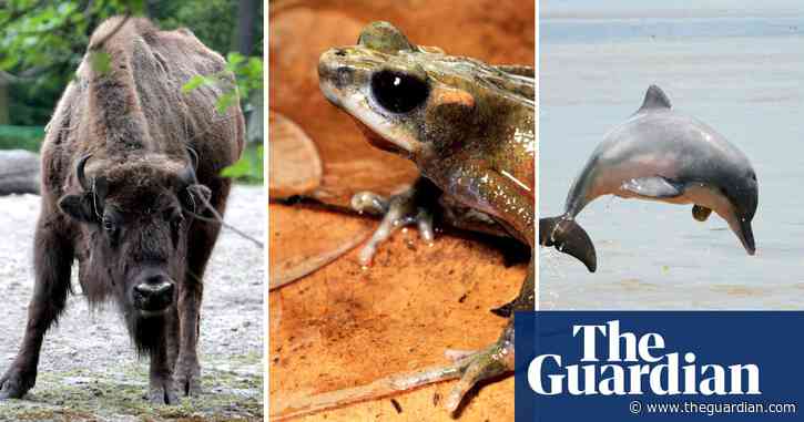 Bison recovering but 31 other species now extinct, says red list