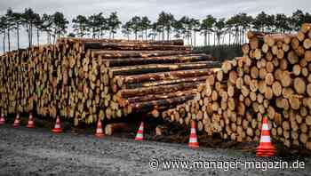Oberverwaltungsgericht: Tesla darf Wald in Grünheide doch nicht abholzen