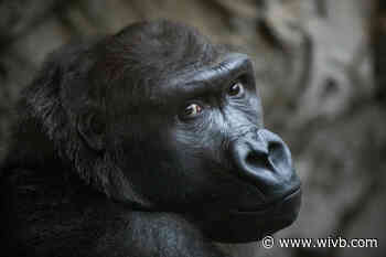 Gorilla at Buffalo Zoo transferred to Atlanta