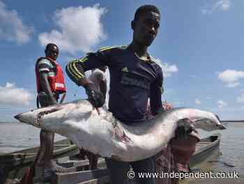 Newly discovered shark ‘already extinct’, with more than a quarter of living species globally under threat