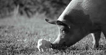 ‘Gunda’ Review: A Remarkable Pig’s-Eye View of the World