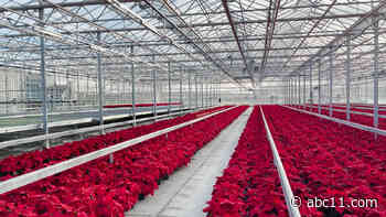 Local NJ farm grows over 40,000 poinsettias ahead of the holidays