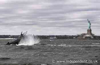 Humpback whale spotted near Statue of Liberty in New York City