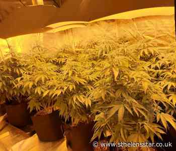 Cannabis Farm found in Thatto Heath - St Helens Star