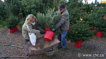 Can't decide on a real vs. fake Christmas tree? Consider a 'living' tree