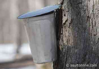 Maple syrup harvest hits record high in 2020; sales also rise