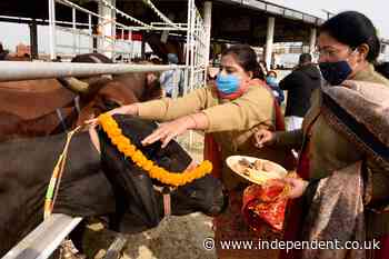 Indian minister says beef ban law is needed ‘to protect cow vigilantes’
