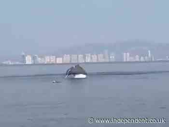 Video of dolphins returning to filthy Mumbai creek goes viral in India: ‘This could be a common sight’