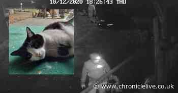 Hunt for man who beat cat and threw it off bridge before putting body into bag