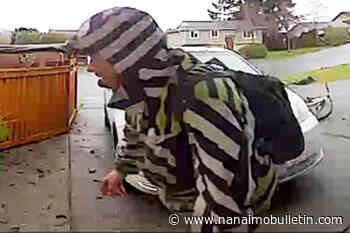 VIDEO: Thief steals children's backpacks from Nanaimo daycare - Nanaimo News Bulletin