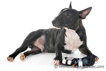 Diabetes Risk in Dogs & Owners Go Hand-in-Paw