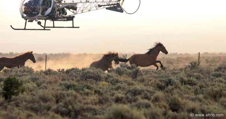 Grace Kuhn: Brutal federal plan for Utah’s wild horses must be stopped