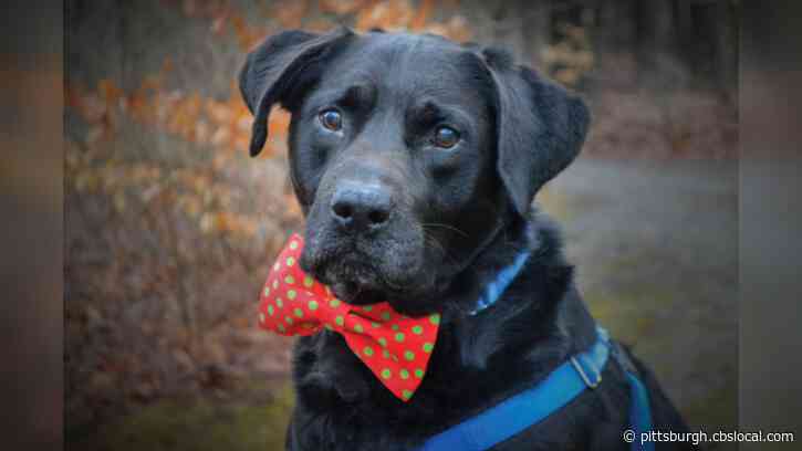 Dog Who Spent 1,134 Days At Animal Friends Finds His Forever Home