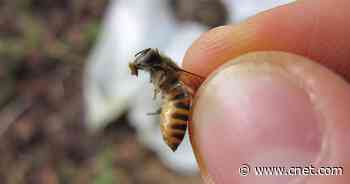 Honeybees use poop as weapon against deadly murder hornets     - CNET