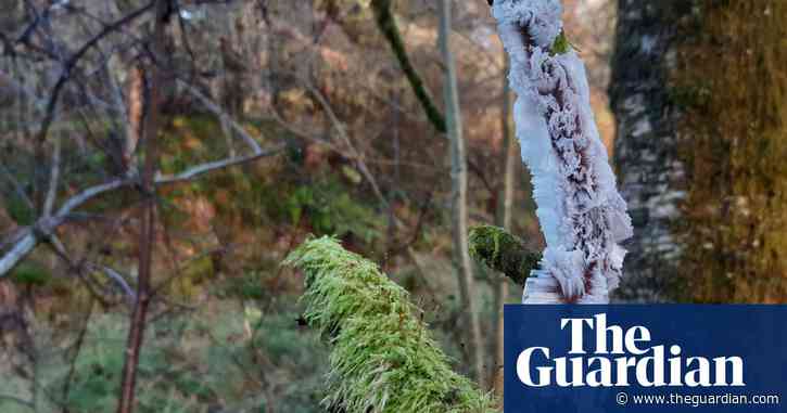 Country diary: ice that's hair today, but gone in an instant