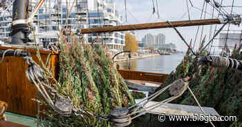 Toronto just got a floating Christmas tree market in Lake Ontario - blogTO