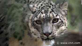 A snow leopard has tested positive for coronavirus