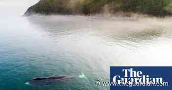 Scientists cheered by bowhead whale recovery despite Arctic warming